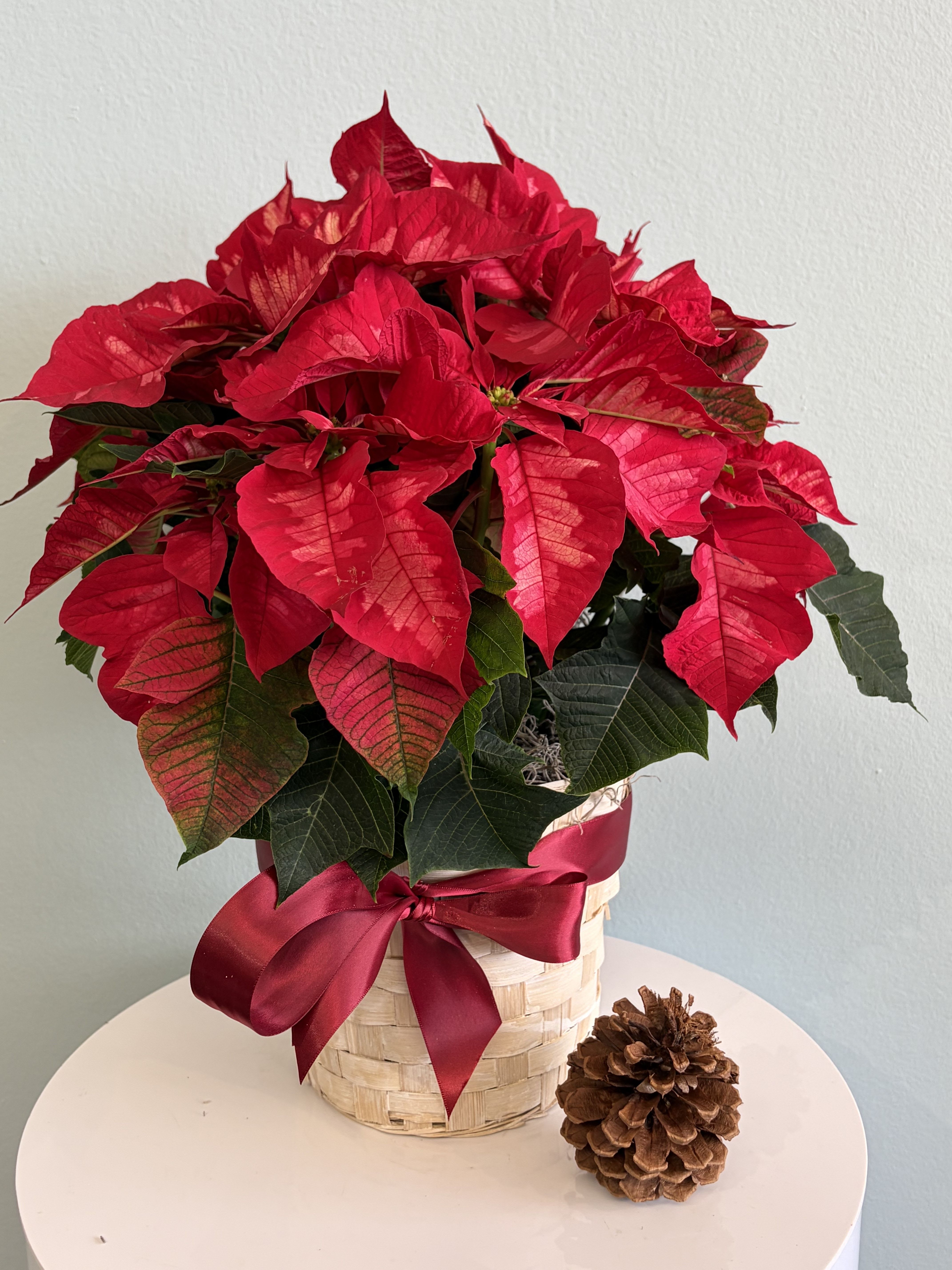 6 1/2&quot; Red Poinsettia - This festive Christmas plant makes the perfect gift for the holiday season!