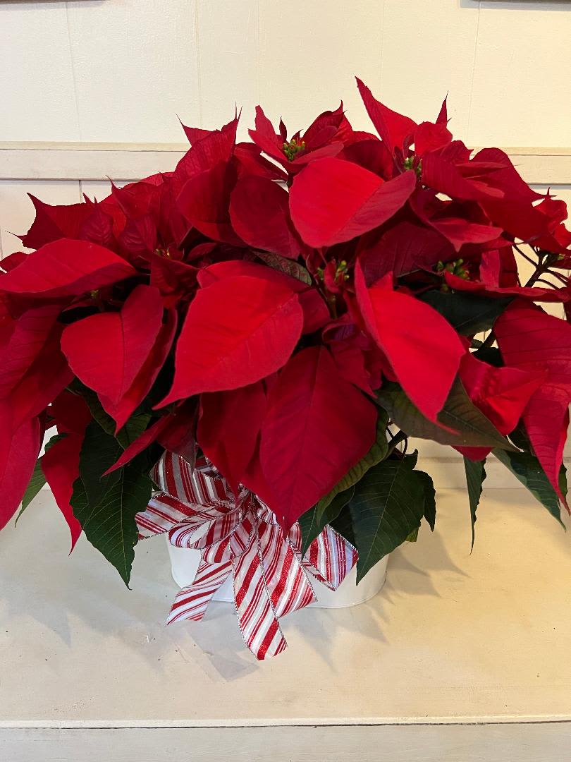 DOUBLE POINSETTIA - 2-6&quot; RED POINSETTIAS IN A WHITE TIN. GREAT FOR A BIG SHOW