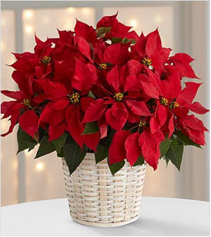 The Red Poinsettia Basket by FTD - The traditional holiday blooming plant, a Christmas Poinsettia with its dark leaves and deep red flowers, is set in a beautiful white-washed basket to create the perfect gift for family and friends. Approximately 8-inches in diameter. Approx. 8D Your purchase includes a complimentary personalized gift message.