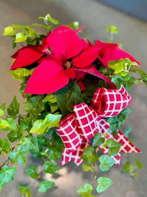Poinsettia &amp; Ivy Garden - Our Poinsettia &amp; Ivy Garden is the perfect Christmas gift for the plant lover in your life! A festive red poinsettia blooms within a mass of hedera ivy tendrils, decorated with a festive Christmas bow.  ***Pan measures approximately 10&quot; across. Bow may vary.*** 