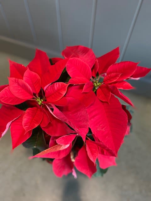 Traditional Poinsettia - Bring the spirit of the holiday season indoors with the beautiful red blooms of a traditional poinsettia. Bursting forth from a festive container, this plant is finished with a classic ribbon and makes a wonderful addition to your holiday décor. Poinsettias are the perfect gift for everyone on your list! *** COLORS VARY. If you would like a certain color, please specify in &quot;Notes to Florist&quot; section on Step 3 of checkout. We will do our best to meet your requests. *** Modest is in a 6&quot; diameter pot &amp; stands approximately 18-20&quot; tall x 15-18&quot; wide. Deluxe is in an 8&quot; diameter pot &amp; stands approximately 24&quot;-30&quot; tall and 24&quot; wide.
