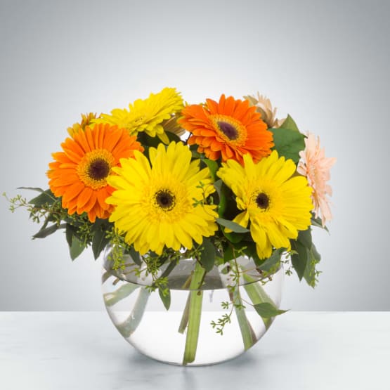 Dazzling Daisy Bowl by BloomNation™ - An instant brightener, send somebody a bowl full of Gerbera Daisies. To quote Kathleen Kelly "They're so friendly. Don't you think daisies are the friendliest flower?". Gerbera Daisies make a perfect just because gift or birthday wishes.  1st Image: Standard 2nd Image: Premium