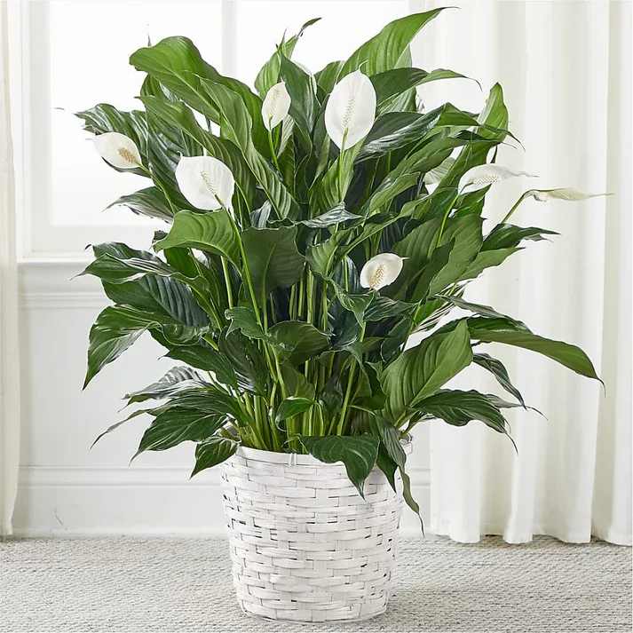 A New Leaf Peace Lily - A beautiful blooming plant that is suitable for their home or office, known for its symbolism of tranquility and spiritual renewal.  Details The Premium Plant is approximately 10" in diameter. Designed by florists, ready to display. Soil should be moist to touch but not saturated. Allow soil to dry slightly between watering. Pet Safety Precautions: This bouquet or plant may include flowers and foliage that are known to be toxic to pets. To keep them safe, be sure to keep this arrangement out of your pet's reach.