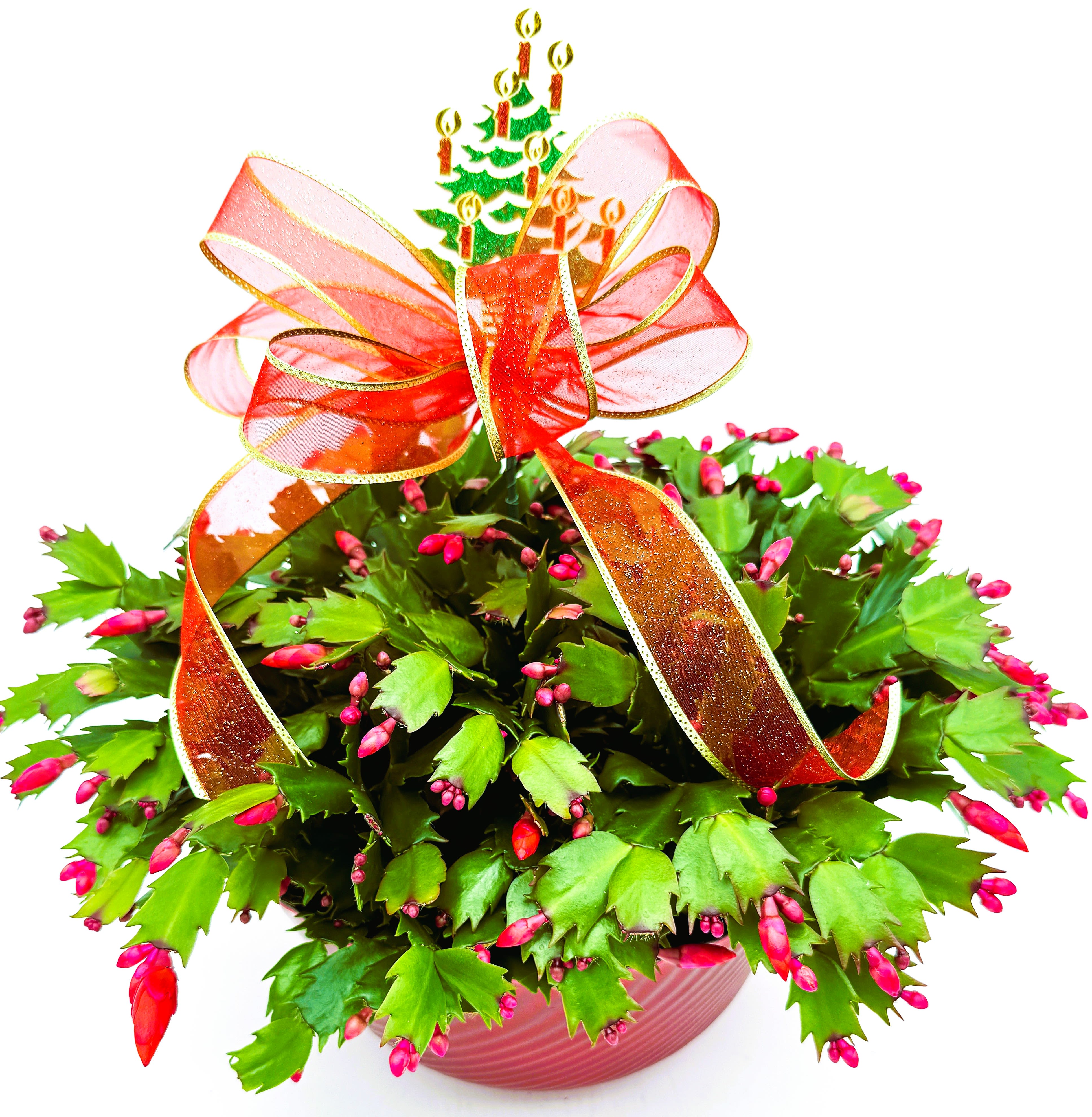 Christmas Cactus - Christmas cacti are a very popular houseplant—and for good reason! When they bloom, they produce colorful, tubular flowers in pink or lilac colors. Their beautiful flowers, long bloom time, and easy care requirements make them a wonderful plant.