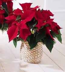RED POINSETTIA PLANT  NEW-P84 - Our RED POINSETTIA PLANT is a very long lasting , and colorful expression of your holiday sentiments..  Rich green foliage covered with a profusion of bright red flowers and comes in an attractive wicker basket with red ribbon bow..