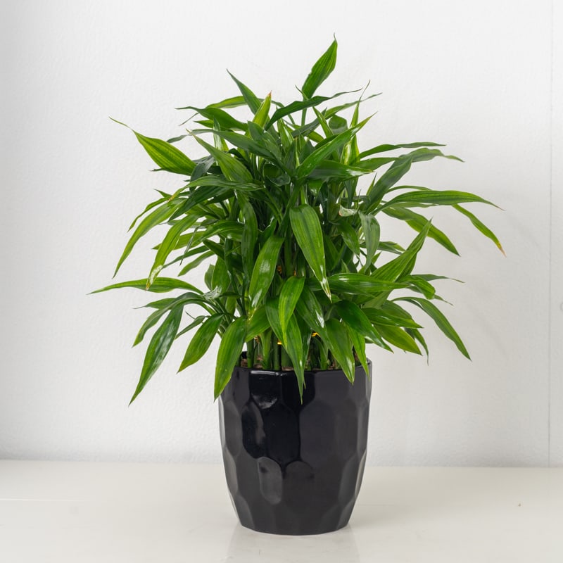 Green SMALL plant - Green small plant (vases/pots may vary)
