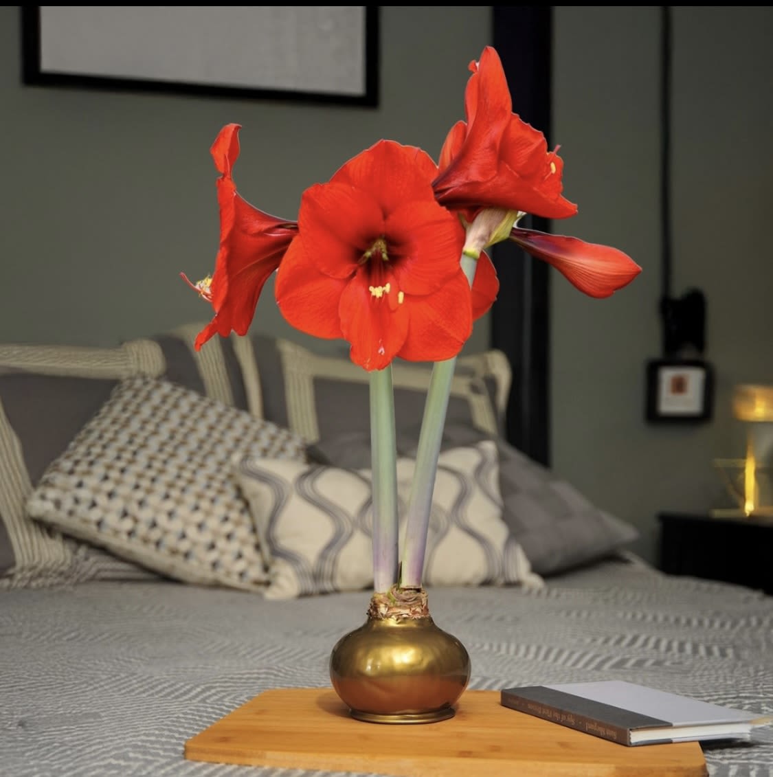 Golden Glow by Bloomaker - Wax covered Amaryllis bulb.  In time the bulb will bloom with a red flower, giving the person receiving it time to watch it grow.   