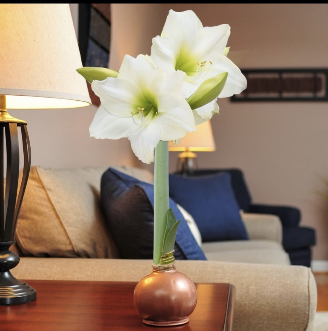 Bronze Elegance by Bloomaker - Wax covered Amaryllis bulb.  In time the bulb will bloom with a white flower, giving the person receiving it time to watch it grow.   