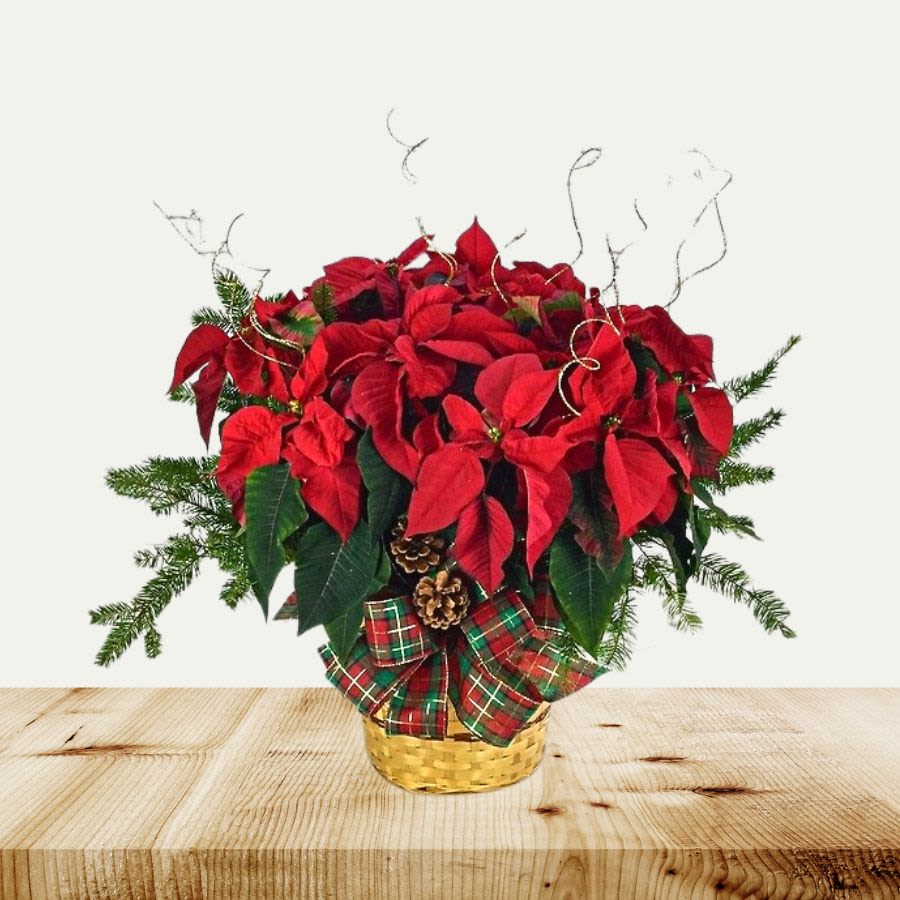 Dressed poinsetta - Dressed poinsettia in a basket with swirly glitter picks, pine ones, and Christmas greens, as well as a festive bow! Send them a symbolic beauty for the holiday season! 