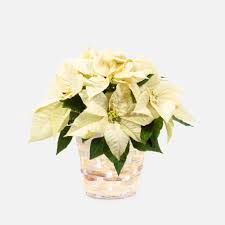 White Small Poinsettias - Poinsettias make any home feel ready for the holidays with their classic, bold red flowers and green leaves. Each live plant comes tied with a festive ribbon