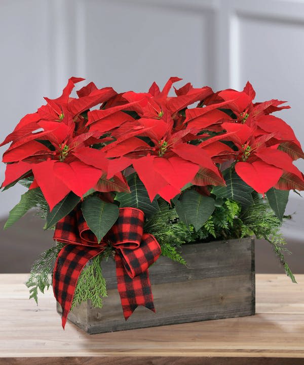 Noche buenas - Poinsettias make any home feel ready for the holidays with their classic, bold red flowers and green leaves. Each live plant comes tied with a festive ribbon