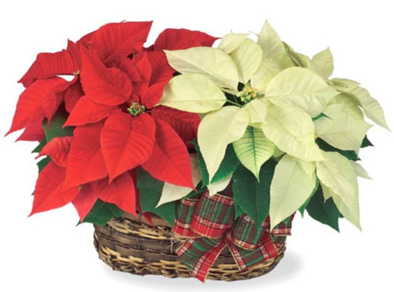 Poinsettia mix - Poinsettias make any home feel ready for the holidays with their classic, bold red flowers and green leaves. Each live plant comes tied with a festive ribbon