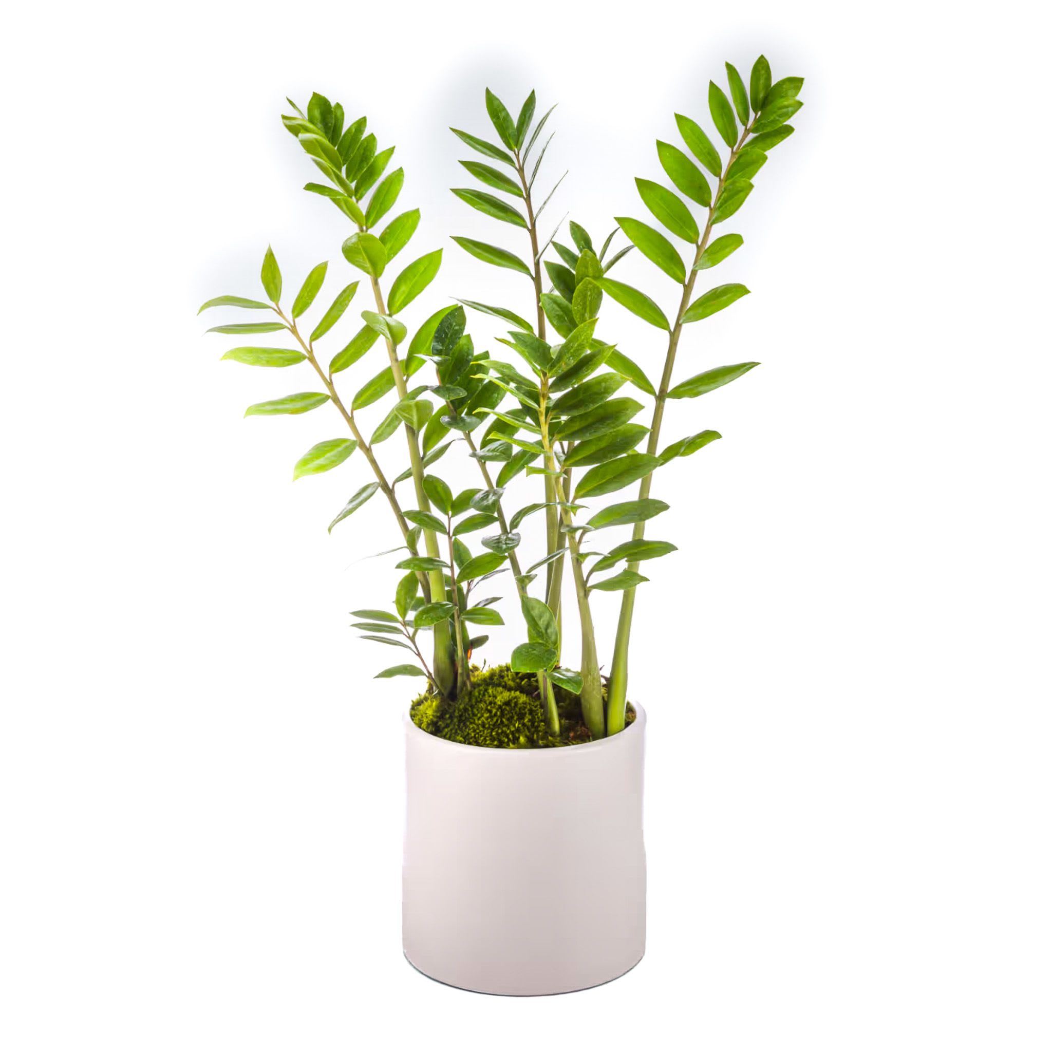ZZ Plant  - The ZZ plant is a great plant for somebody who can't keep plants alive! Also known as the zamioculcas zamiifolia, this plant likes indirect light and rare waterings. Leave it on a desk or table and sometimes remember to pour some water in the pot. The perfect housewarming or congratulations gift for your "black thumb" friends and family.