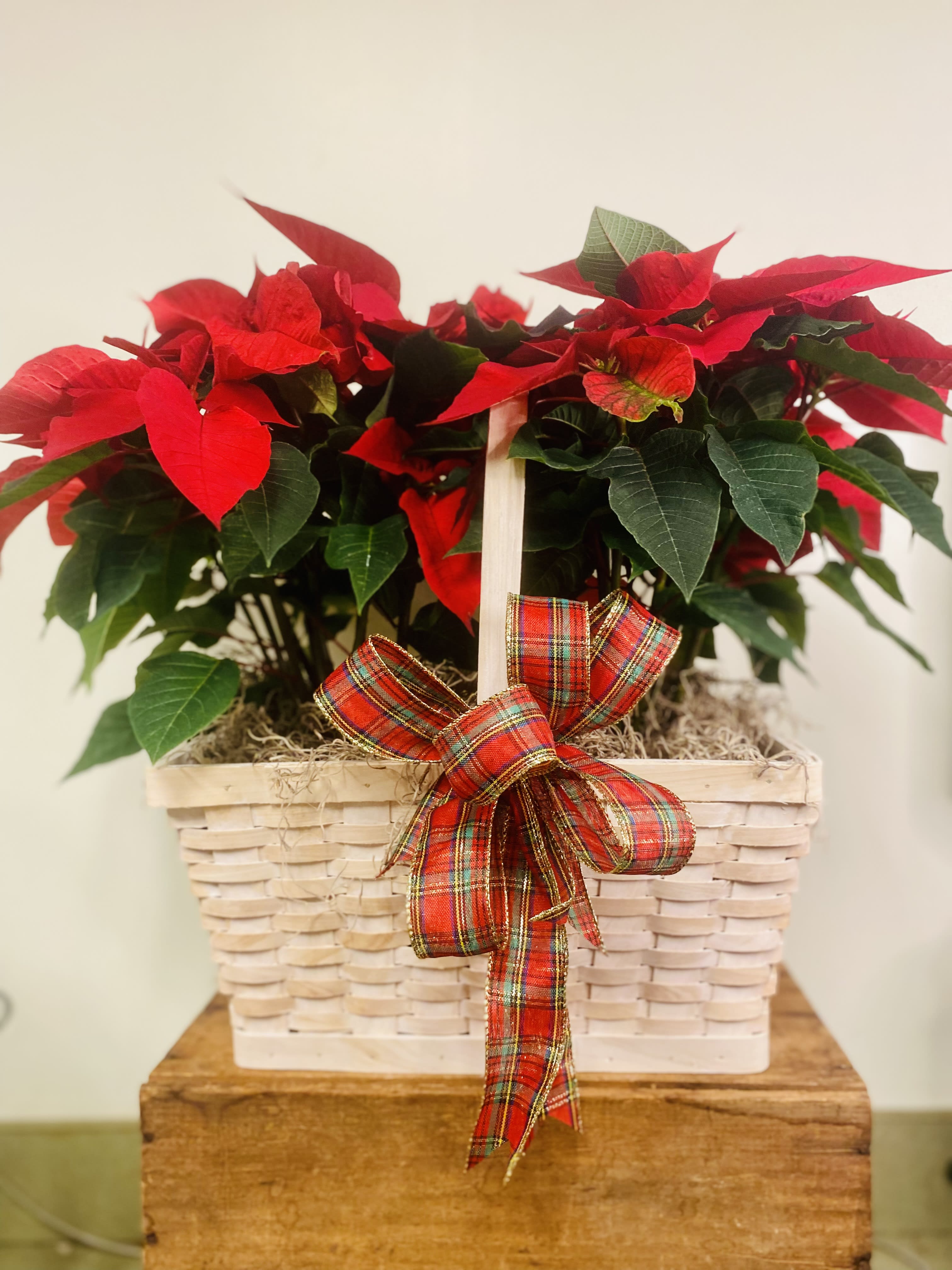 Small Farmers Basket Poinsettia  - The traditional holiday blooming plant, a Christmas Poinsettia with its deep red bracts is set in a beautiful  white-washed basket with a seasonal bow to create the perfect gift for family and friends. ( two 6" pots)