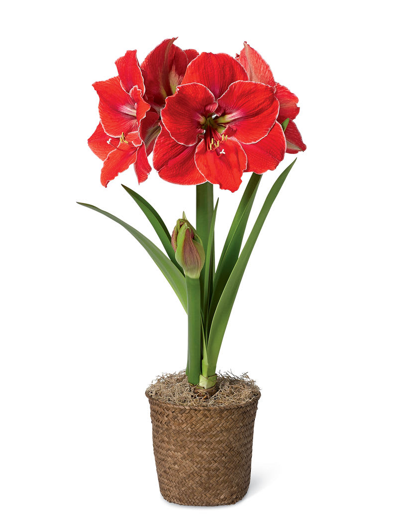 Amaryllis Basket  - Send Merry Christmas Wishes With This Merry Amaryllis! A Christmas tradition, this flowering bulb plant features dramatic red blooms and graceful green leaves. Exact Color May Vary.