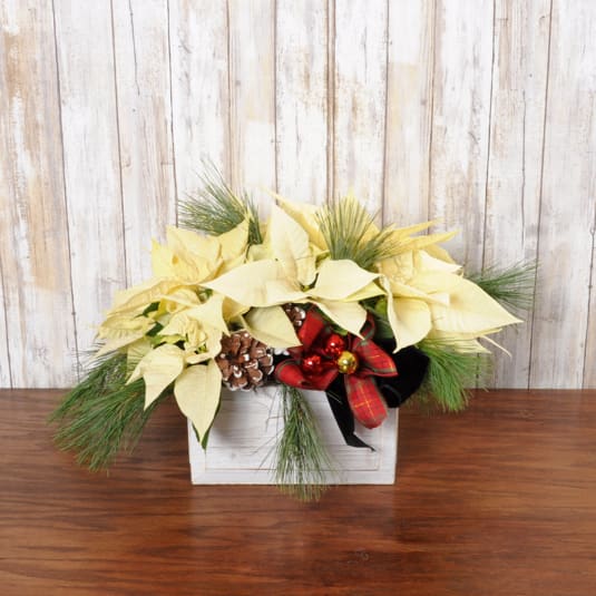 White Poinsettia's in Wooden Box - Beautiful white poinsettia plants arrive in a woodland planter accented with holiday motif.