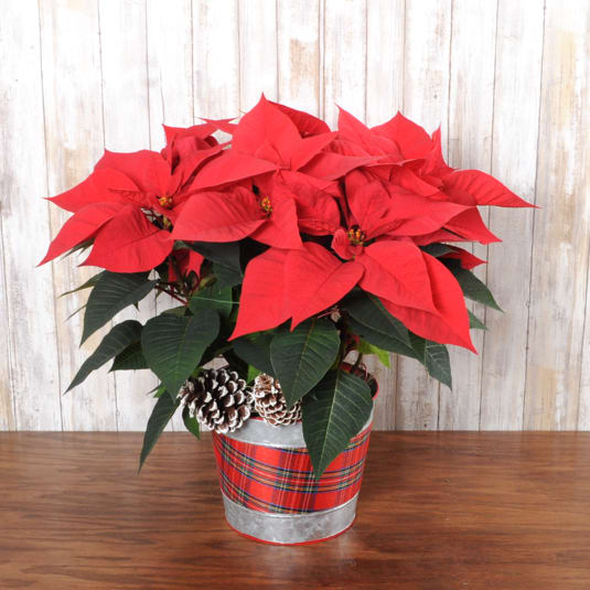 Tartan Poinsettia - This beautiful red poinsettia comes dressed in a tartan plaid trim for the holiday's!  6&quot; Poinsettia 