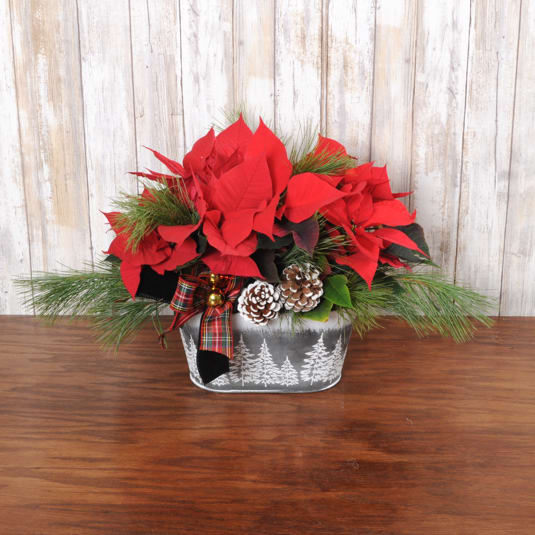 Red Tin Tabletop Poinsettia Planter - Red poinsettia's plants decorated in an oblong tin container accented with fresh pine, ribbon and pine cones, perfect for a small tabletop