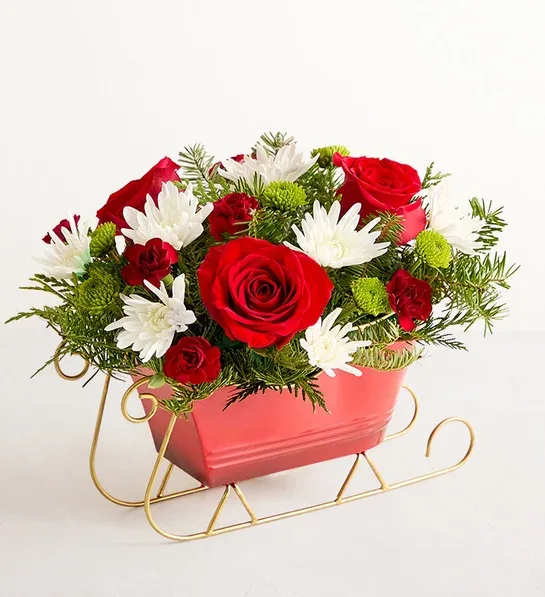 Dashing Through the Snow Sleigh - Send holiday joy their way! Our dashing arrangement features classic Christmas-colored blooms and fragrant evergreens gathered in a vintage-style sleigh that will bring the festive spirit of the season into the home year after year. When it’s not filled with flowers, the sleigh is perfect as decor on its own or for holding wrapped treats. All-around arrangement with red roses, burgundy mini carnations, green button poms, and white cushion poms, accented with assorted Christmas greenery.