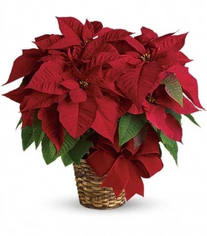 RED POINSETTIA - The red poinsettia has been a holiday favorite for generations…and for a very good reason. It practically screams &quot;Merry Christmas!&quot; Sizes Standard: 23W x 22H Deluxe: 23W x 30H