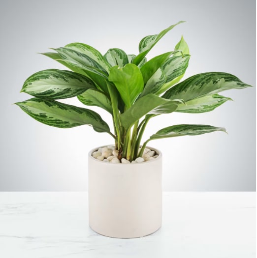 Chinese Evergreen Plant by BloomNation™ - A great plant for beginners and for your friend that "kills everything". Chinese Evergreens, or aglaonema commutatum, are tough and can survive in most homes but prefer medium to low light conditions or indirect sunlight. They also can be overwatered and underwatered without immediately dying AND have good air filtering qualities. Overall a winning houseplant for anybody.