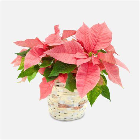 Happiest Holidays Poinsettia Pink - Poinsettias make any home feel ready for the holidays with their classic, beautiful pink flowers and green leaves. Each plant comes tied with a festive ribbon. DETAILS Includes: white or brown basket (depends on availability) and holiday ribbon.