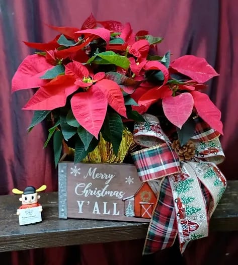 Good Ol' Classic Poinsettia Planter - Beautiful red poinsettia planter delivered in a handmade wooden box painted with Christmas cheer. 