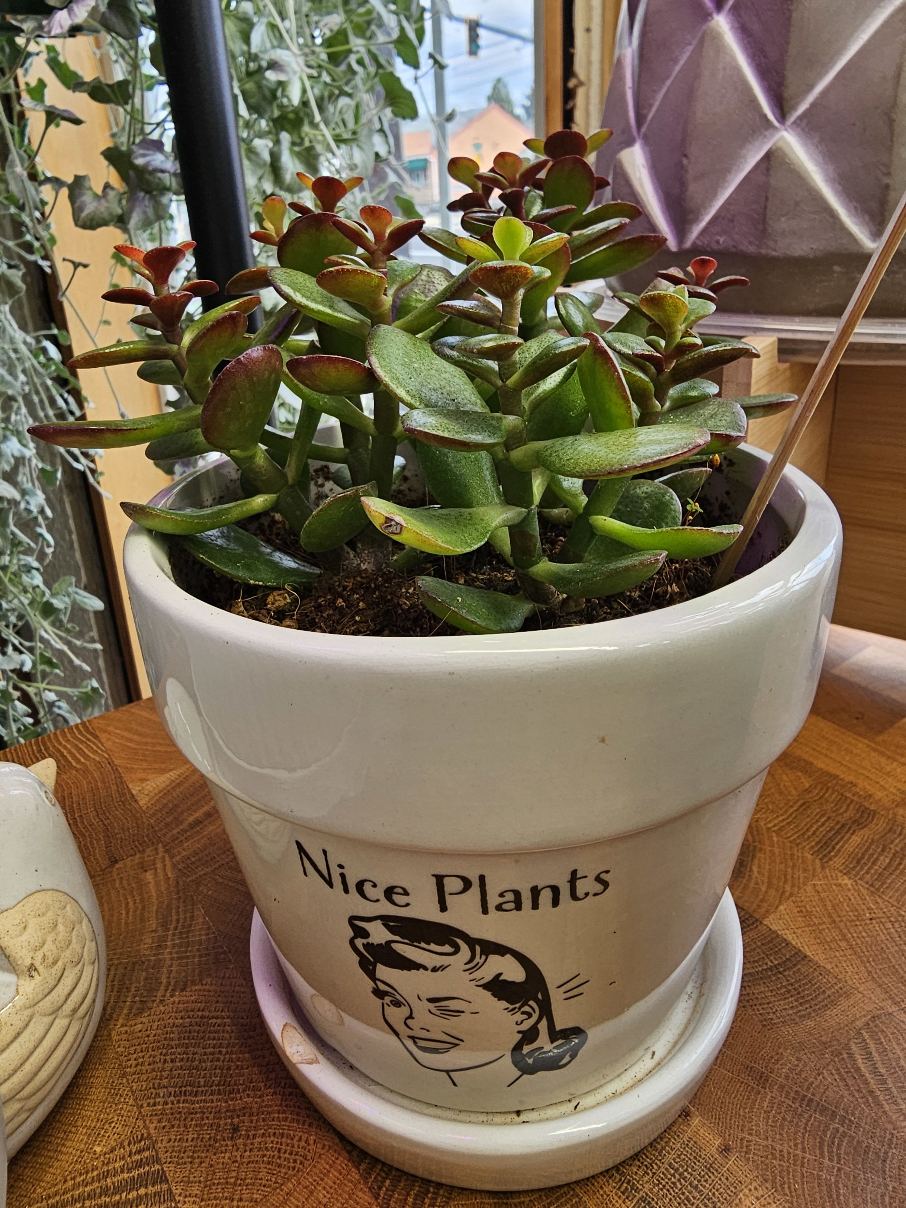 Jade plant - Just look at this adorable pot!  