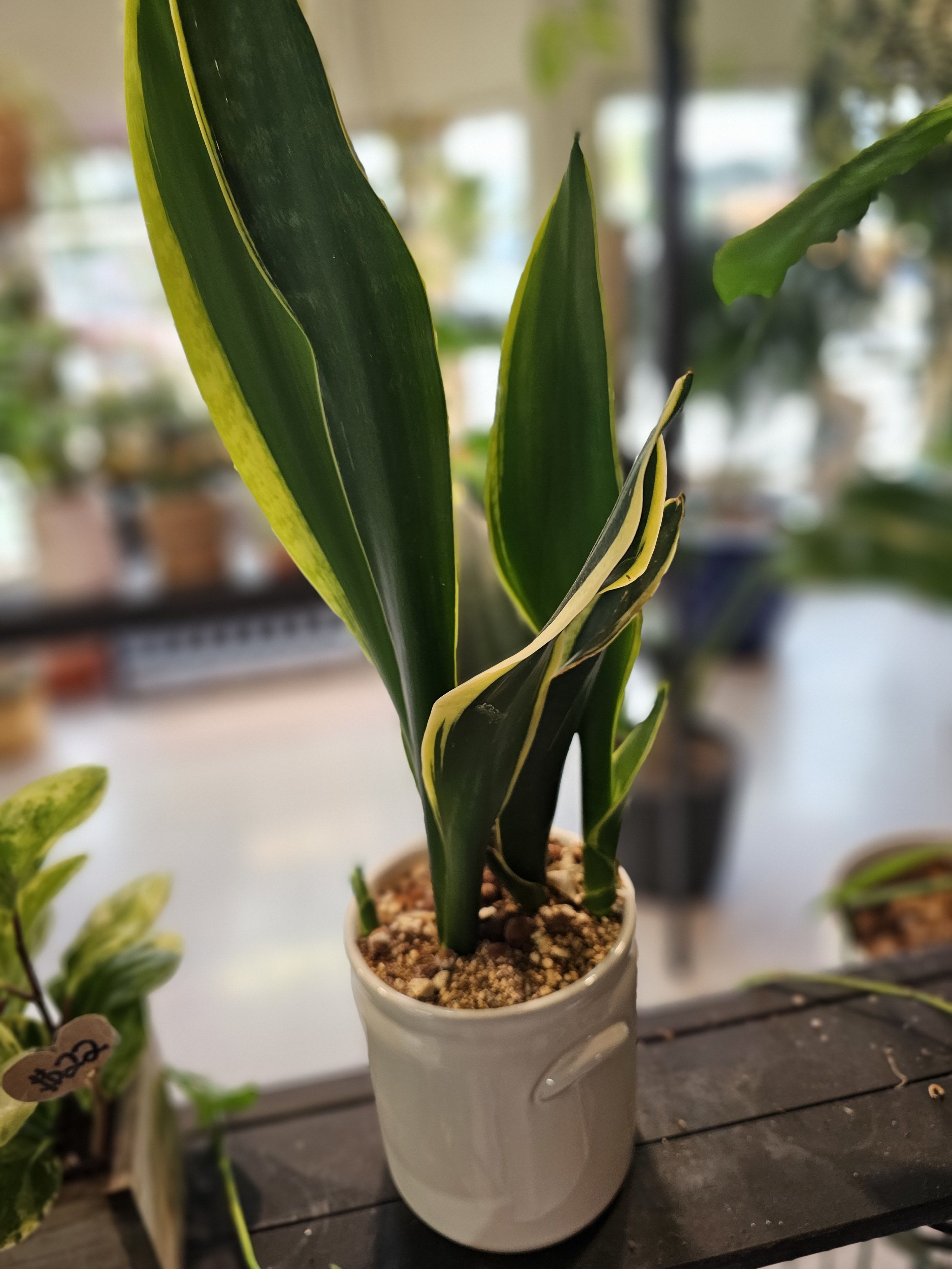 Snake plant - Snake plant in a beautiful ceramic pot. 