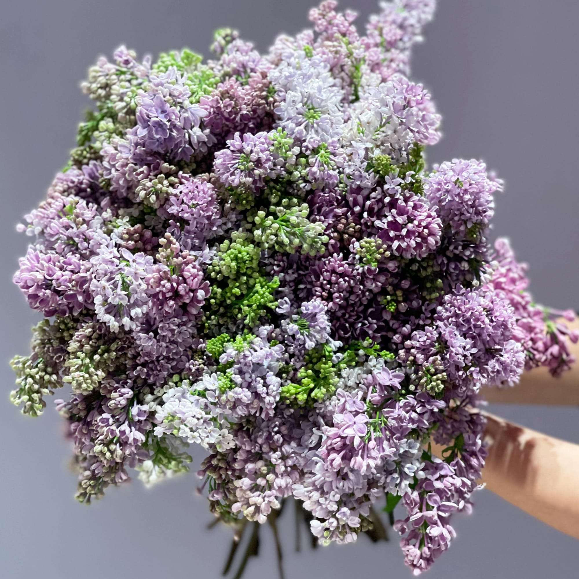 Fragrant Lilac - Gorgeous Purple Lilac
