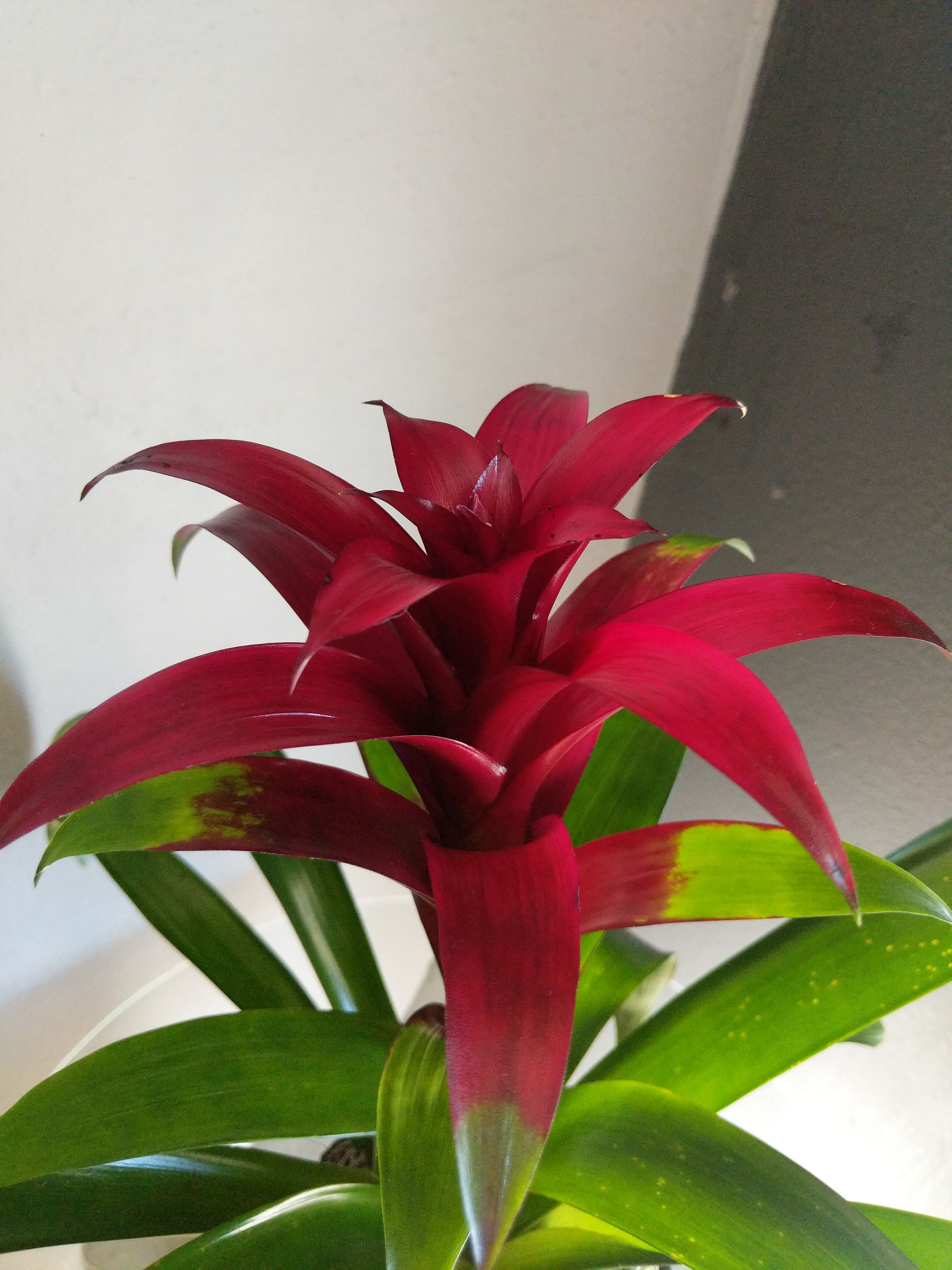 Burgundy bromeliad (black ceramic)  - Low maintenance, striking burgundy bromeliad potted in a decorative black ceramic container. Pet friendly but always monitor animals around plants. 