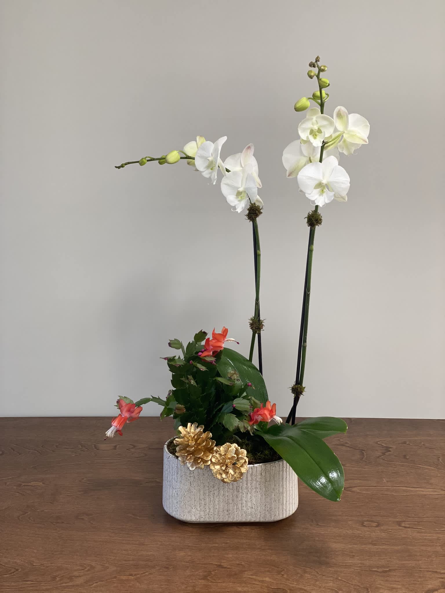 Christmas Orchid  - A double spike white orchid with a Christmas Cactus decorated with gold pine cones, an elegant gift for Christmas.  Deluxe and premium options come with more decorative elements. 