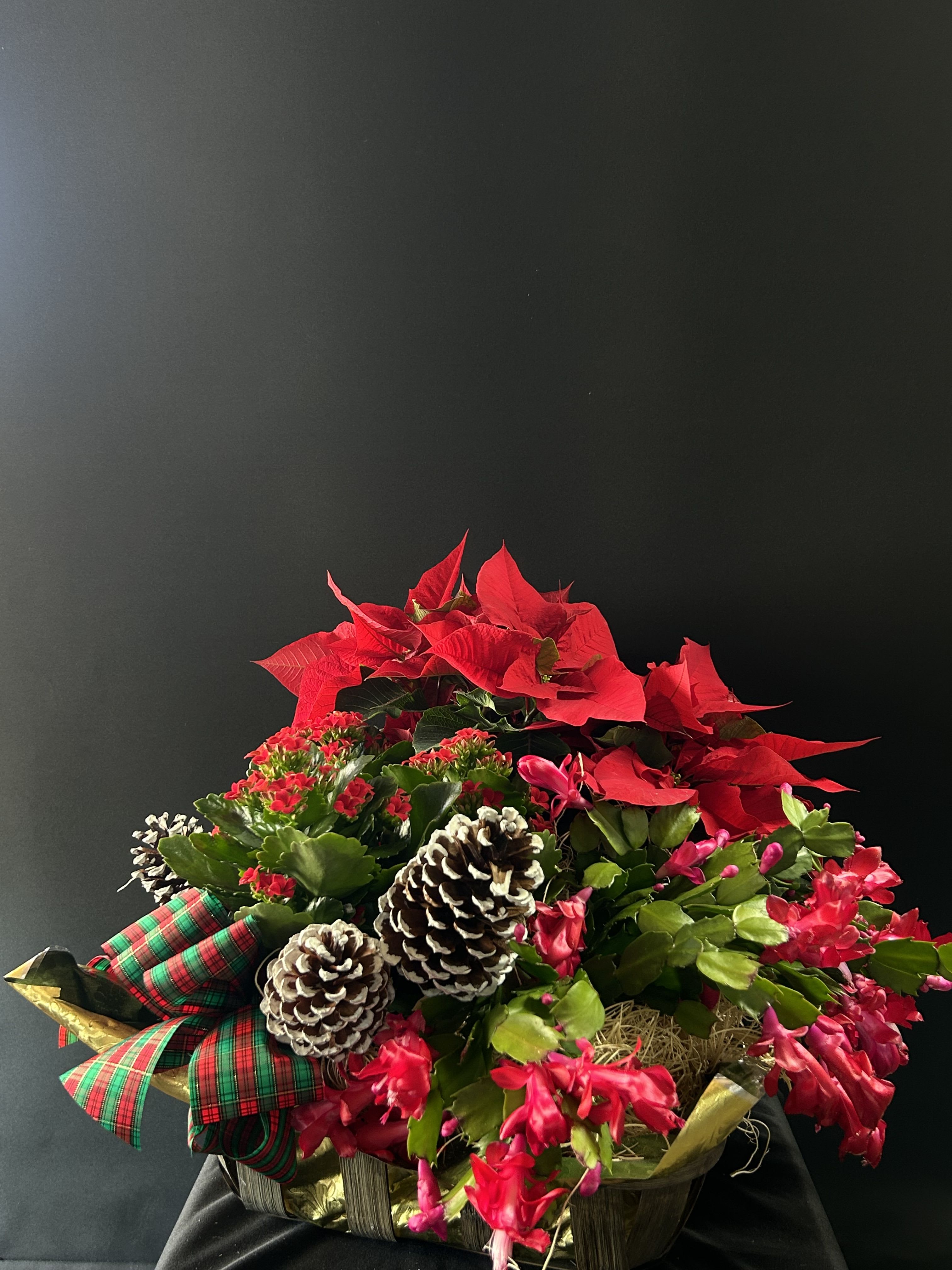Christmas plant basket 1 - A Beautiful holiday plant basket, filled with Christmas cactus, Kalanchoe, and Red Poinsettia, decorated with a bow and pinecones  