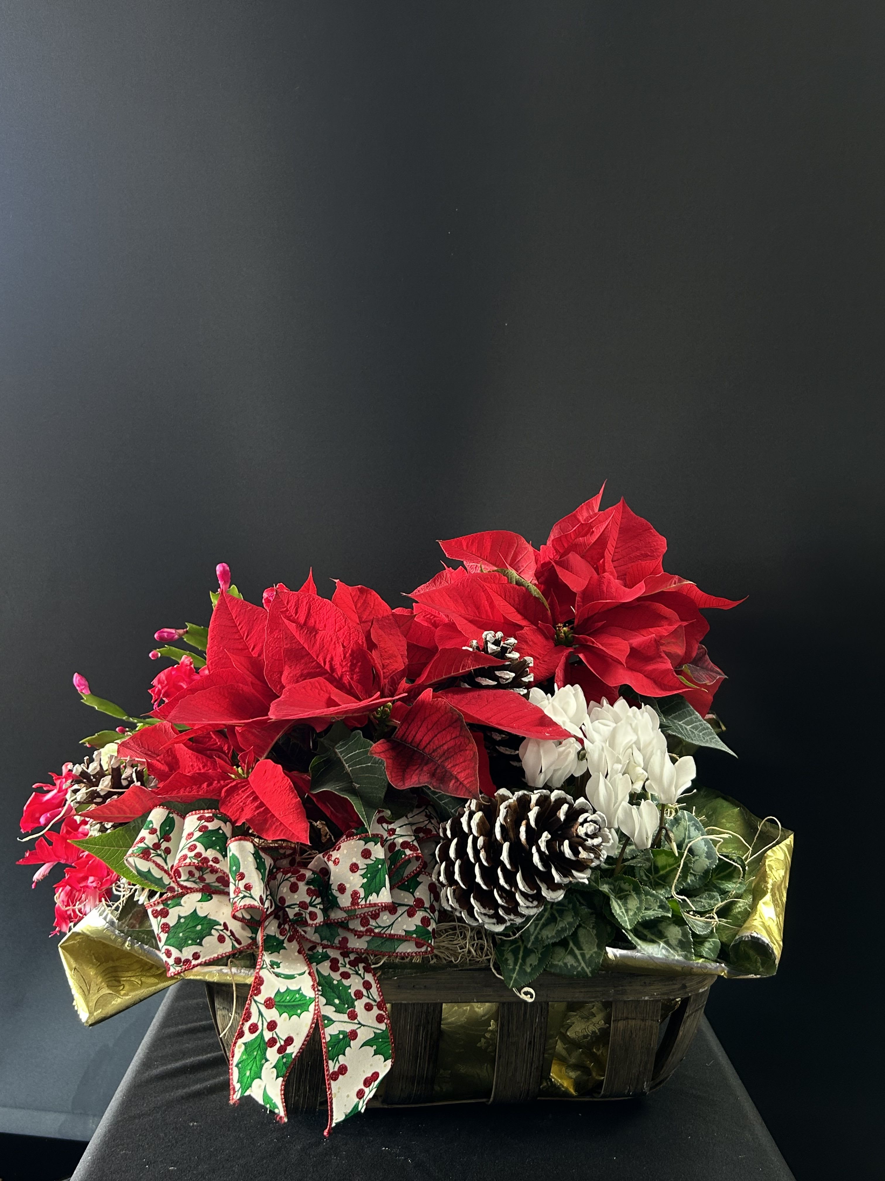 Christmas Plant Basket 2 - A Beautiful Variety of Holiday plants, Poinsettia, Christmas cactus, and Cyclamen in a basket decorated with a bow and pinecones. Perfect for the home or a gift!