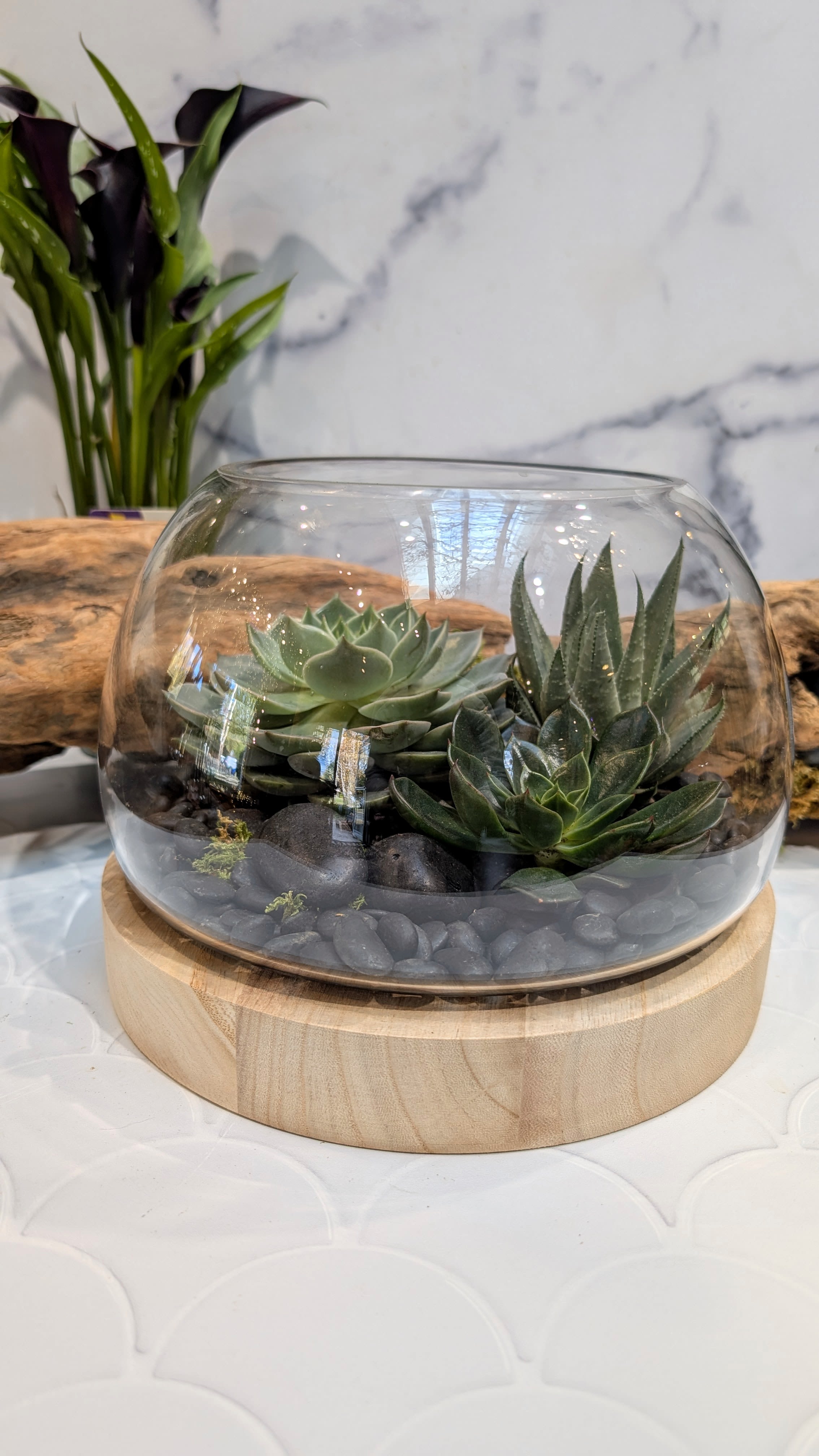 Succulent Terrarium  - A beautiful glass globe on a wooden pedestal, measuring 10&quot; wide, filled with moss, river rocks, and a beautiful selection of succulents