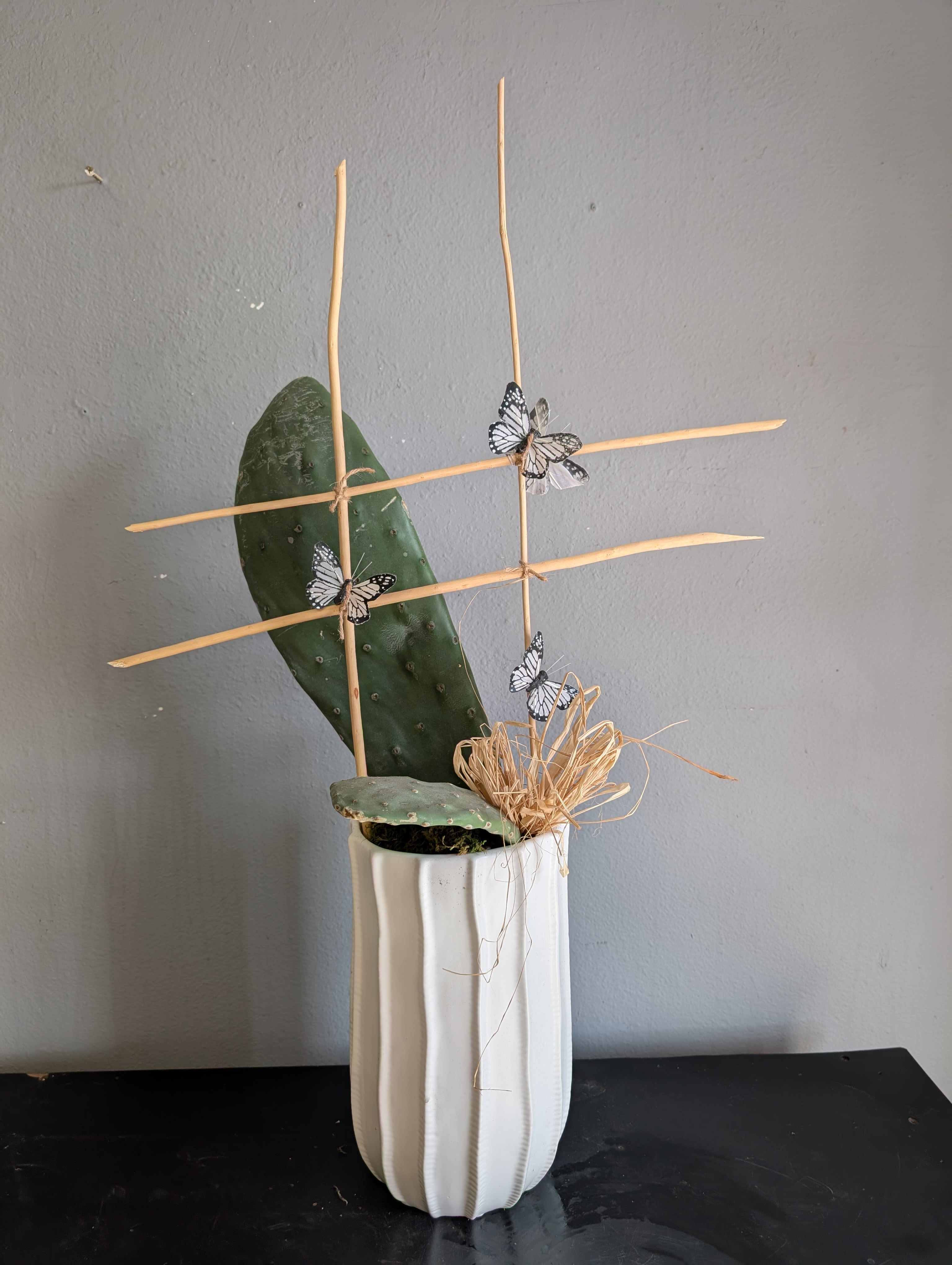 Paddle Cactus  - Beautiful paddle cactus potted in a white ceramic pot. 