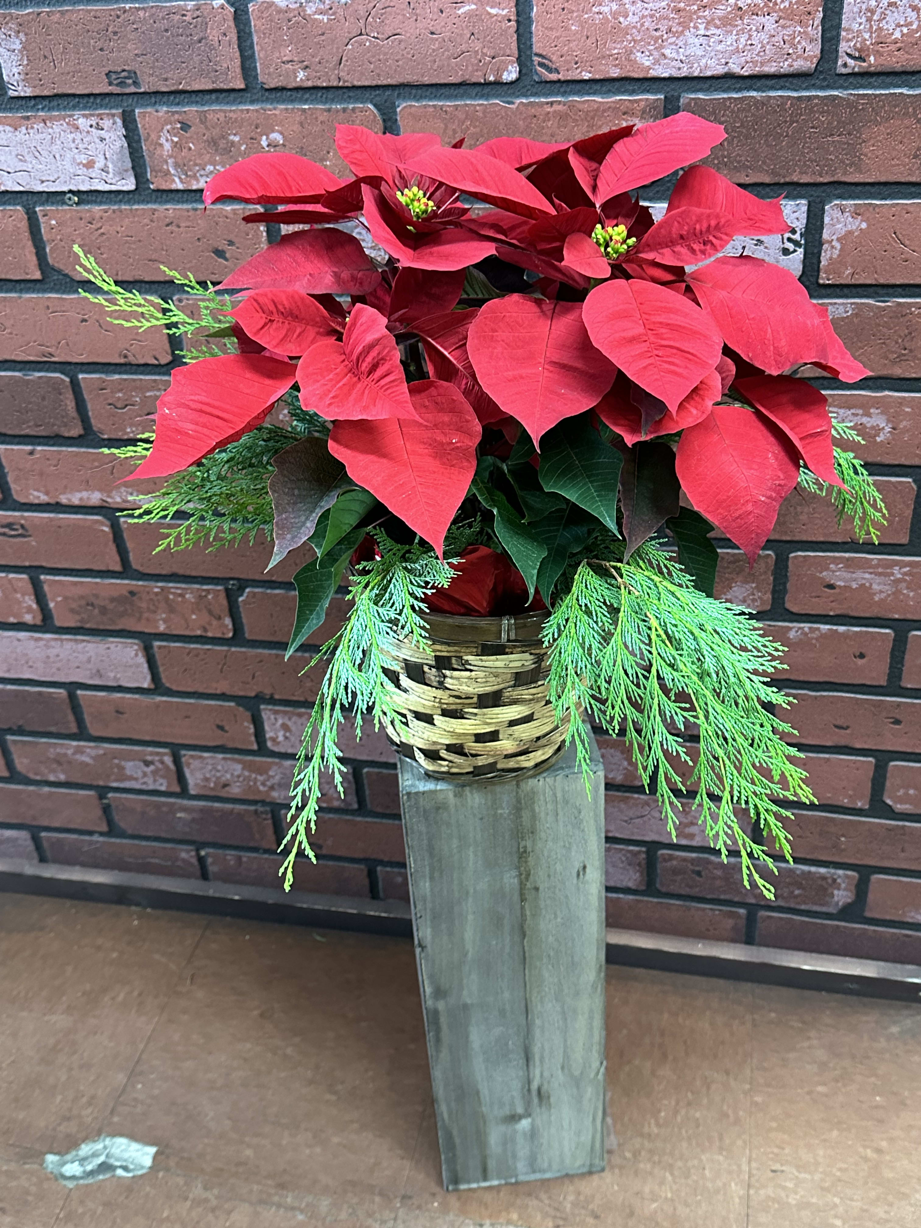 Small Poinsettia - A holiday tradition! Beautiful poinsettia plant with fresh holiday greens