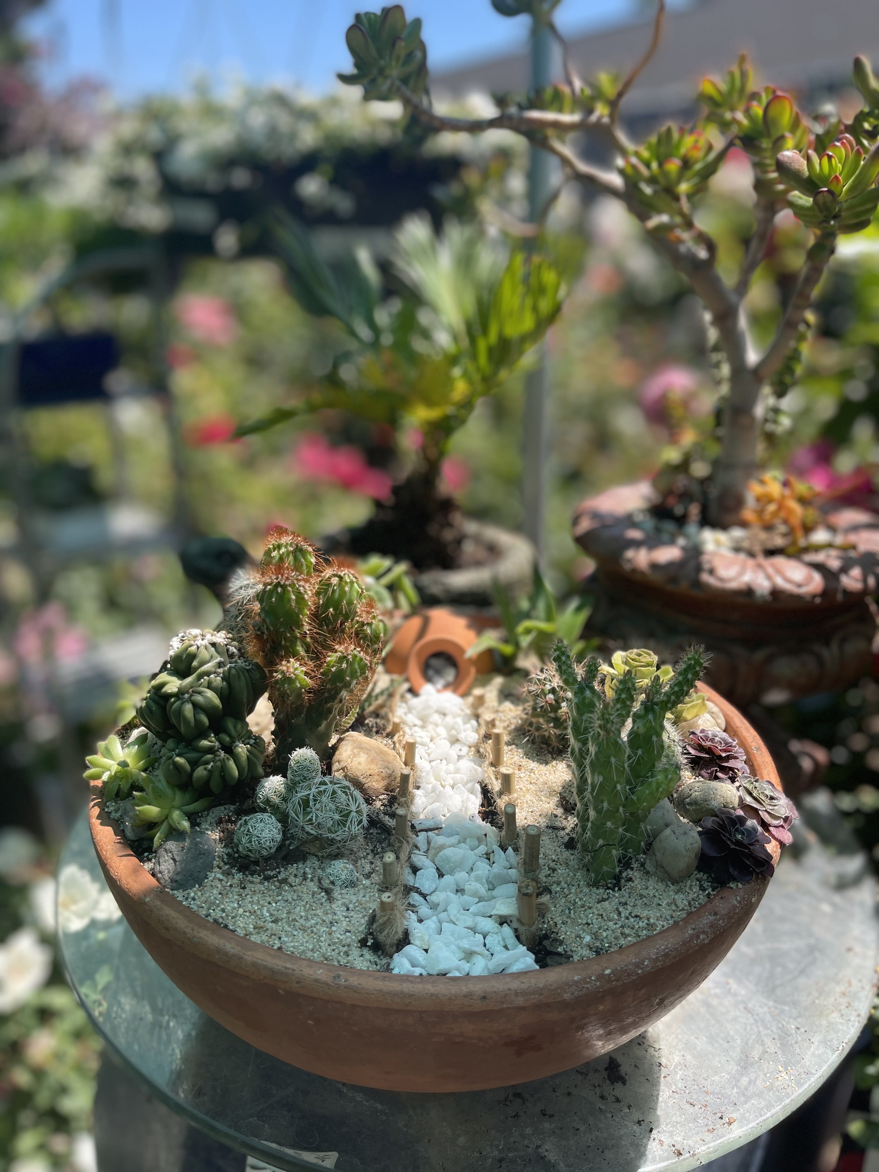 Pathway Succulent Dish - Lovely succulent arrangement with a cute, small, scenic pathway! Perfect for outdoor decor!