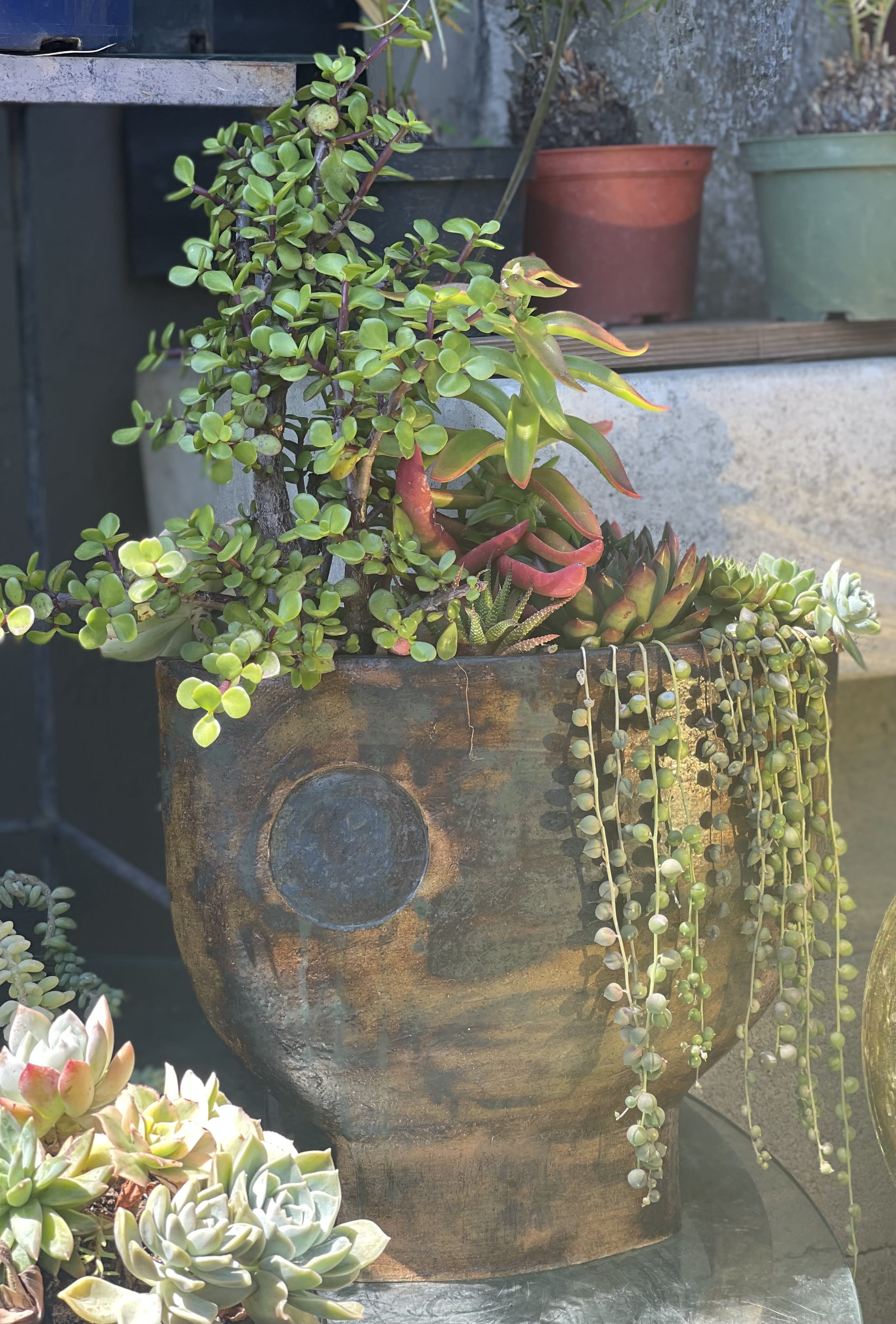 Unique Succulent Vase - Interesting vase-like pot filled with succulents providing height and some hanging effect too! Beautiful statement piece.