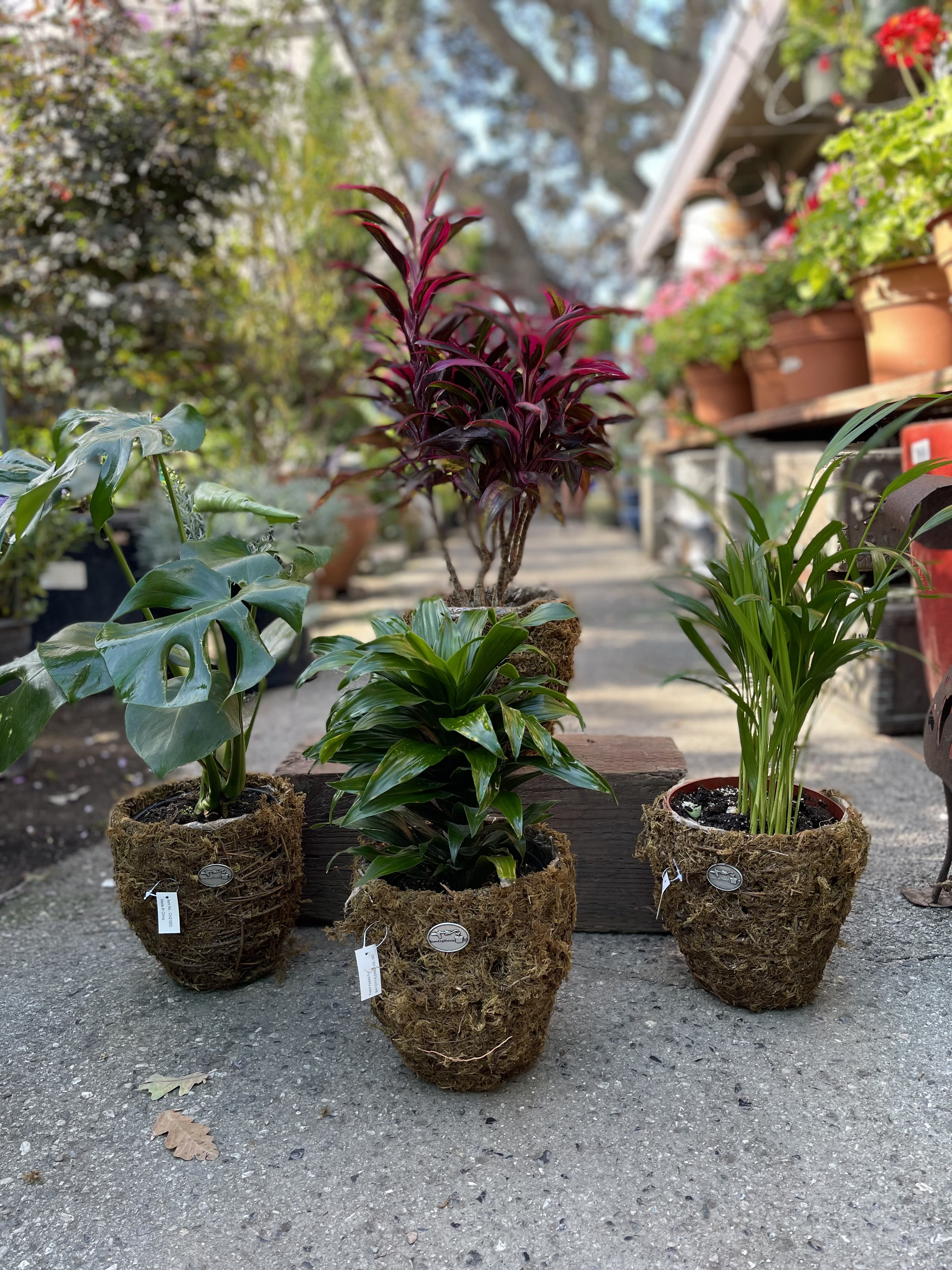 Tropical Indoor Plant in Moss Basket - Any one of our lovely indoor plants in a nice moss basket planter.