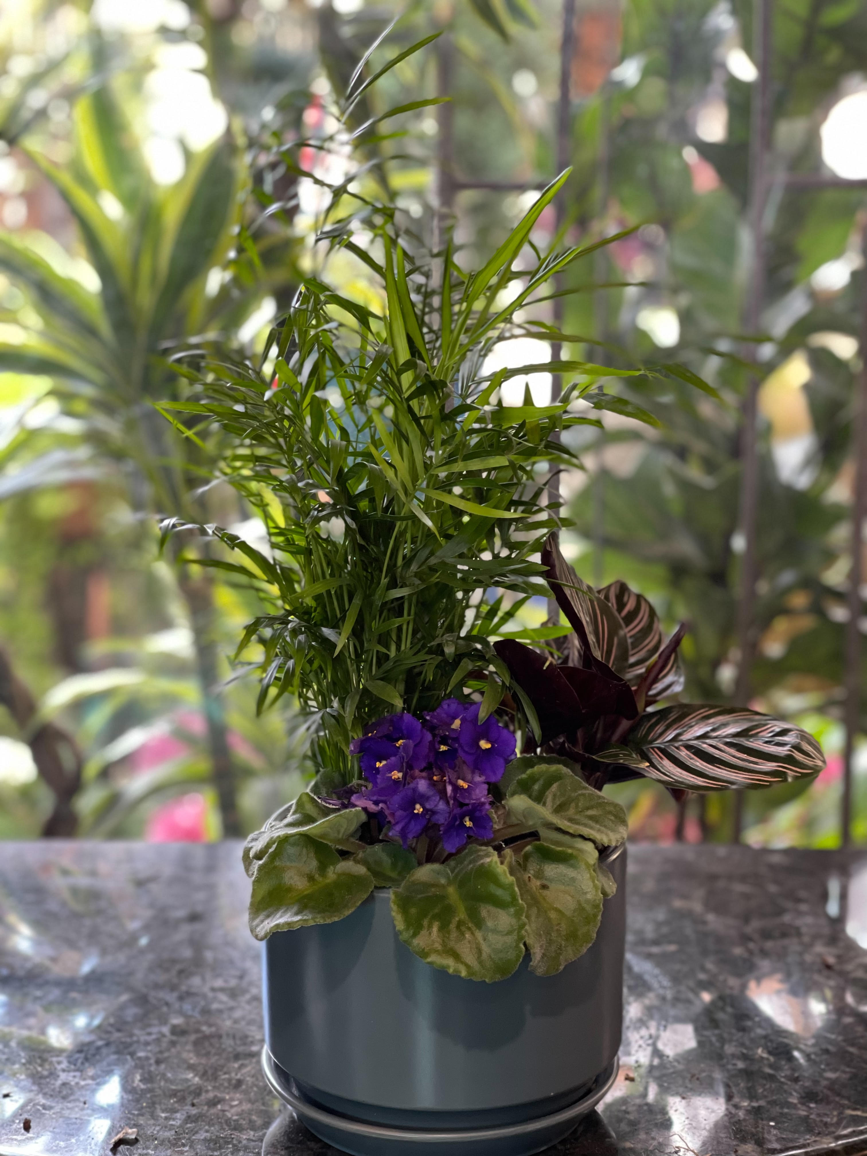 Tropical Indoor Plant Mix Arrangement - A lovely, vibrant collection of lovely green and colorful indoor plants! Perfect for a table centerpiece or gift! Includes: Parlor Palm, African Violet, and Calathea ornata!