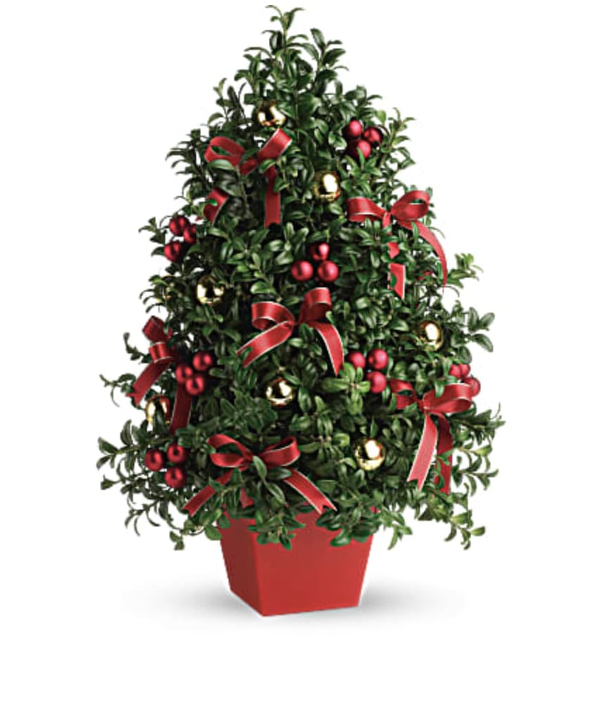Boxwood Tree - Festive boxwood tree decorated with ornaments and ribbons