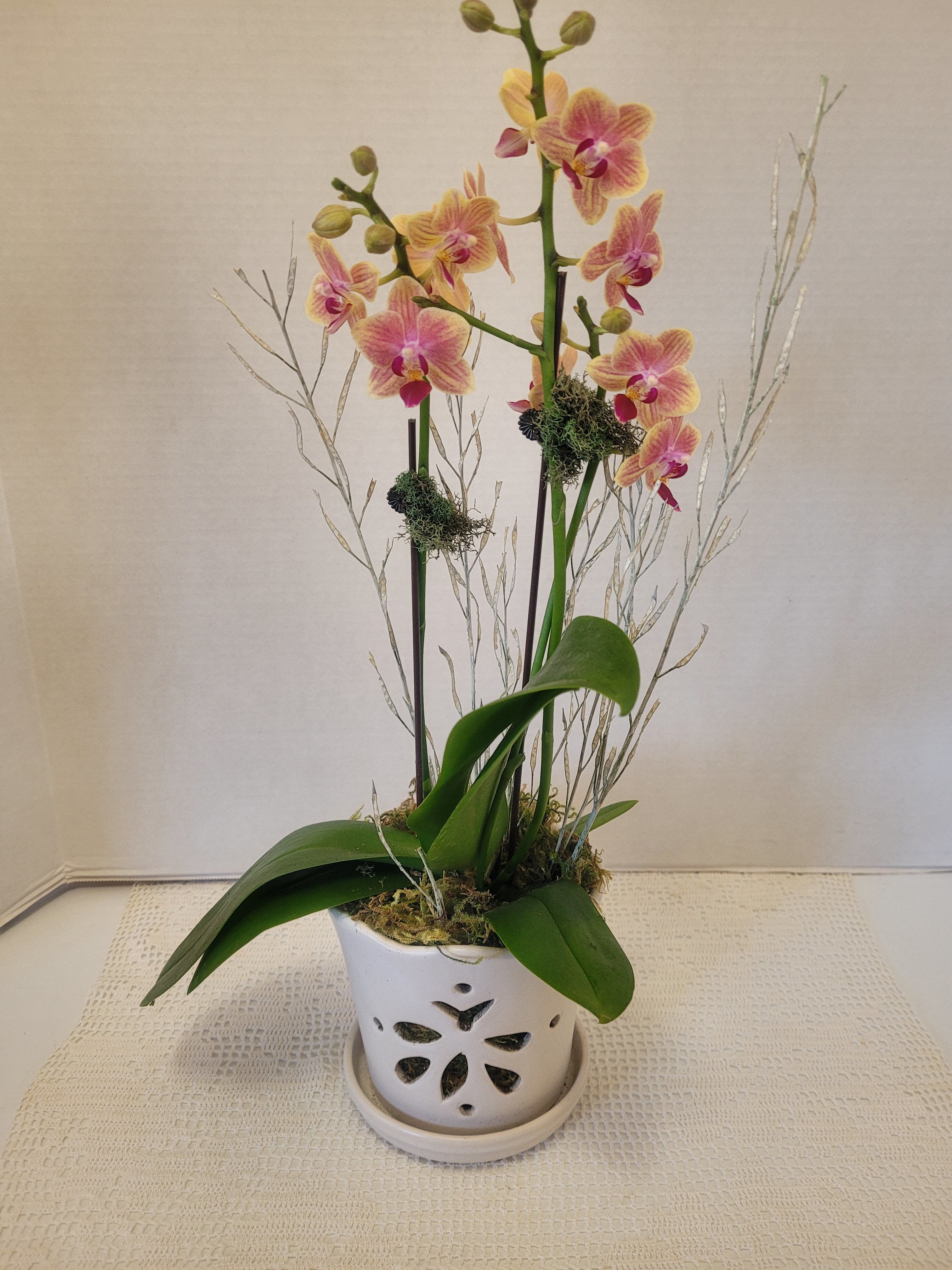 Small Peach &amp; Yellow Phalaenopsis  - A small double stem orchid featured in an orchid pot. The color is delicate and very elegant. An ideal gift for anyone or any occasion. However it is the season. 