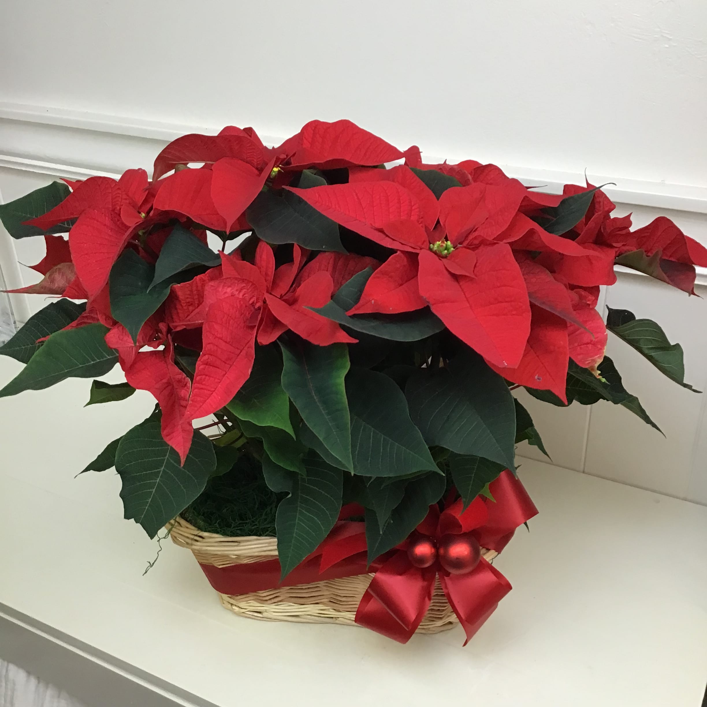 Double Poinsettia Plants in basket - Two beautiful poinsettia plants in a wicker basket. The perfect gift this holiday season!