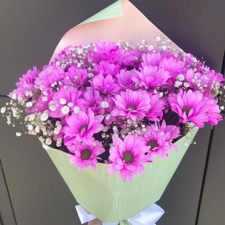 Ramo Primavera Vibrante - El Ramo Primavera Vibrante es un bouquet alegre y luminoso, elaborado con margaritas fucsias de excelente calidad, acompañadas de baby’s breath, que añade un toque delicado y romántico. El envoltorio en tonos pastel resalta el color de las flores y crea una presentación fresca, moderna y elegante.Este diseño SIEMPRE requiere un mínimo de 10 días de anticipación, ya que se elabora solo bajo pedido para garantizar frescura y calidad.