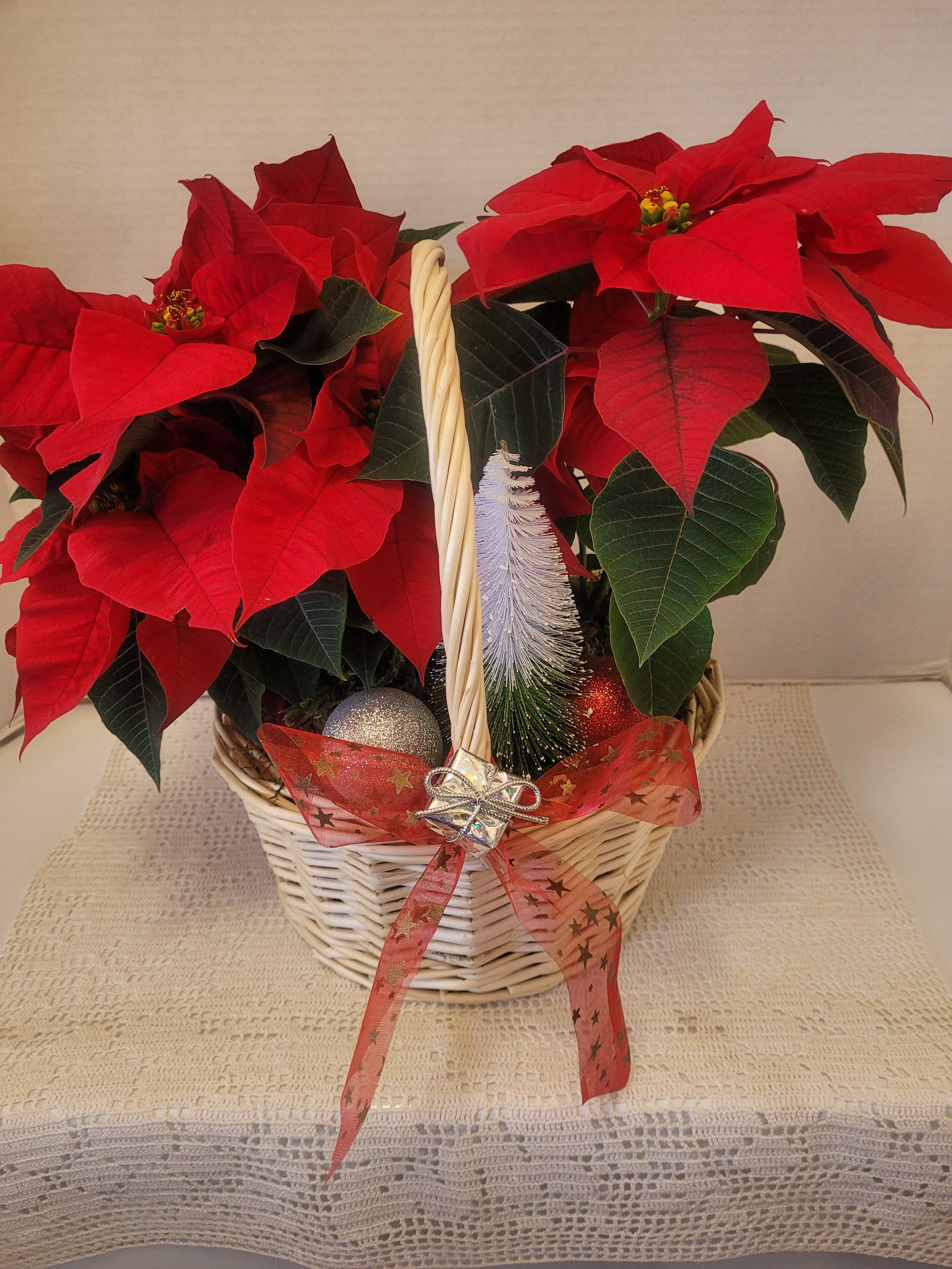 Basket Full of Poinsettias  - A beautiful dish garden filled with festive poinsettias and faux embellishments. Add a bit of color to your holiday season.