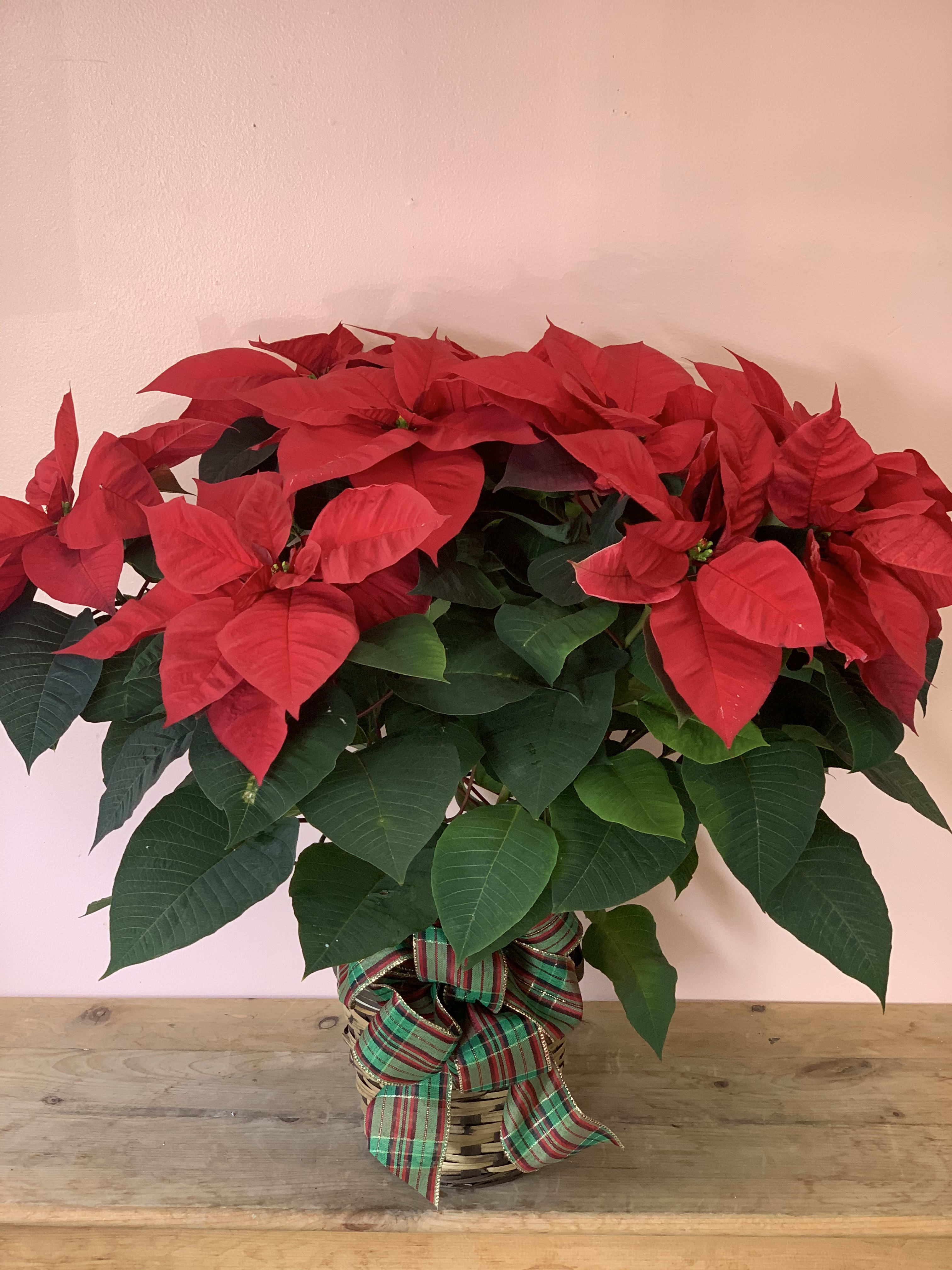 Red Poinsettia -  W777 - The red poinsettia has been a holiday favorite for generations?and for a very good reason. It practically screams "Merry Christmas!" A red poinsettia is delivered in a natural basket that is wrapped with a beautiful Christmas ribbon. A timeless classic!Approximately 23 1/2" W x 22 1/2" H Orientation: N/A As Shown : W777