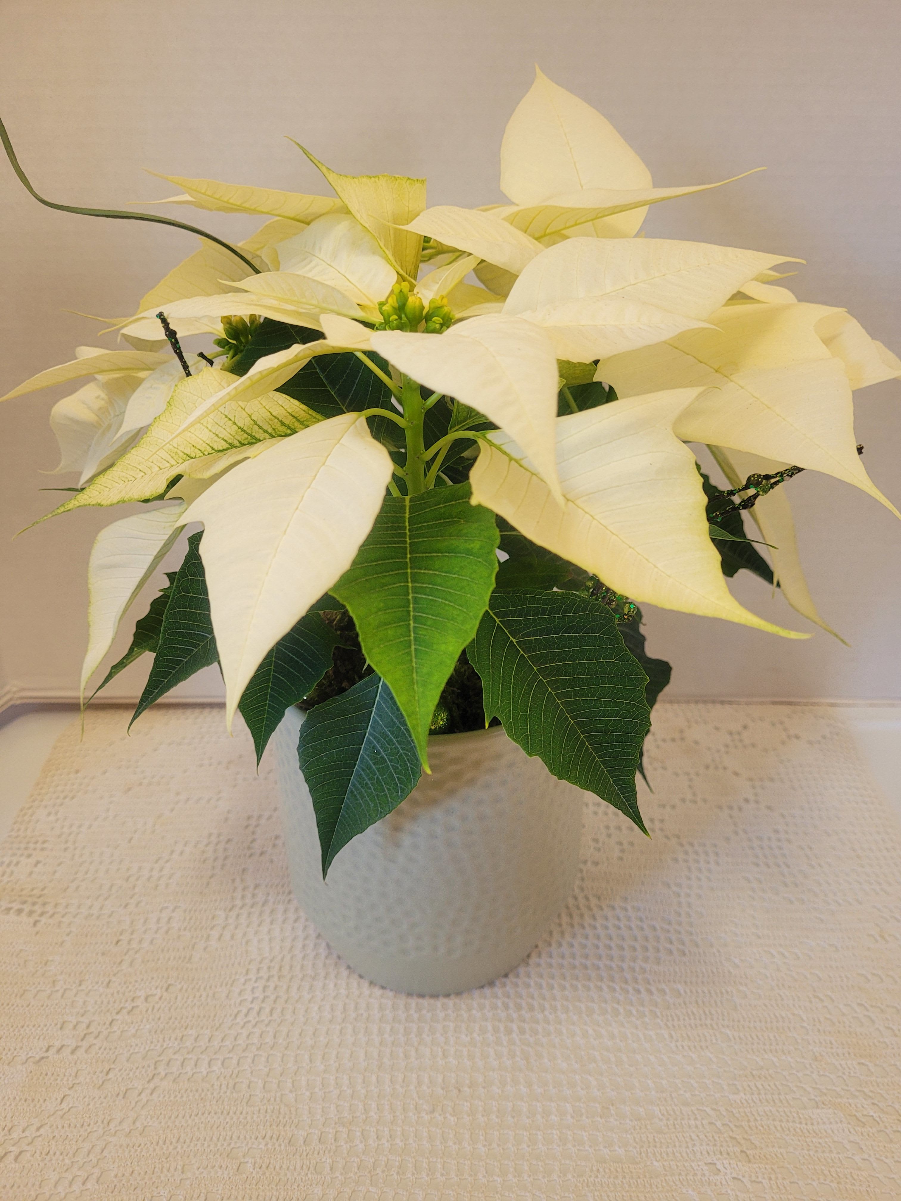 Winter White Poinsettia  - A lovely white poinsettia featured in a moss green ceramic container.  An ideal gift for anyone. 