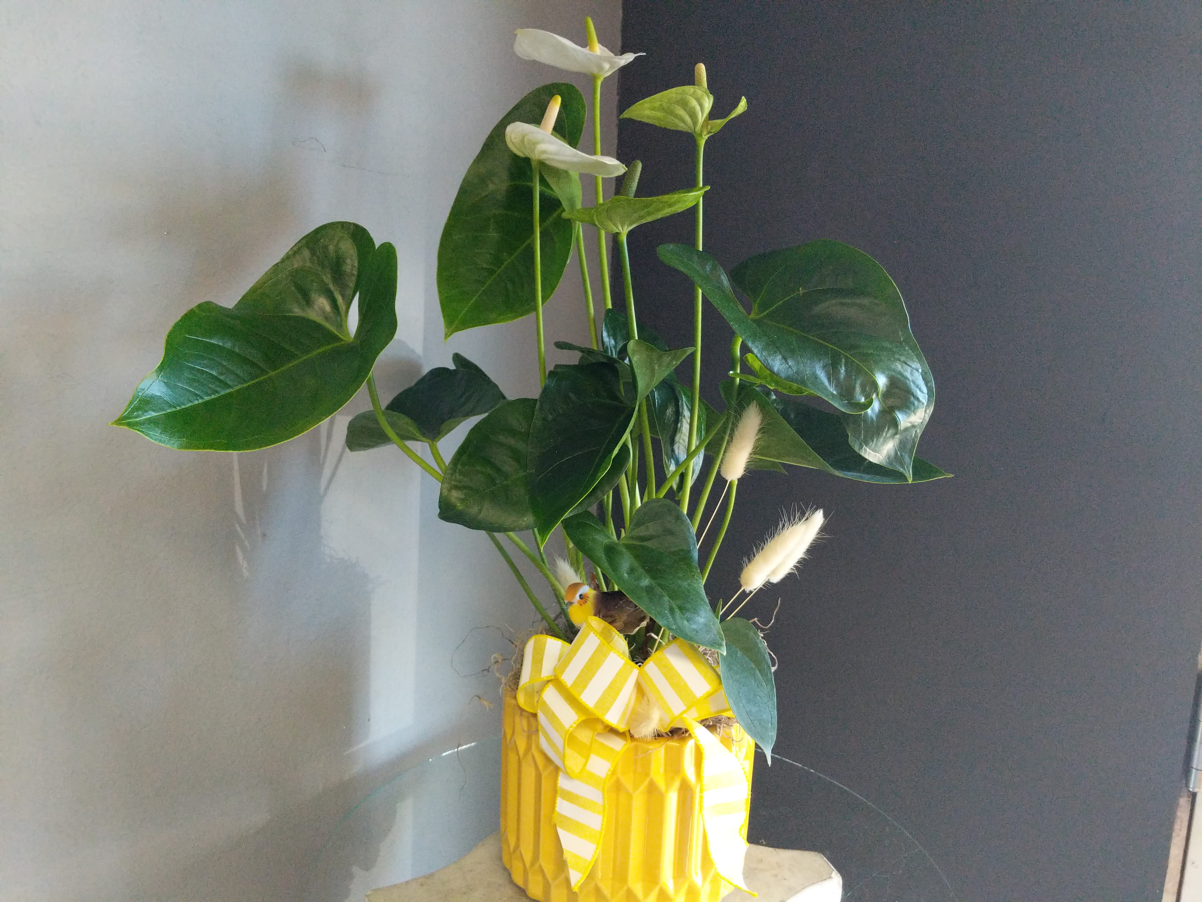Anthurium, Yellow Pot -  Beautiful Anthurium with white and green blooms. Decorated with yellow accents 
