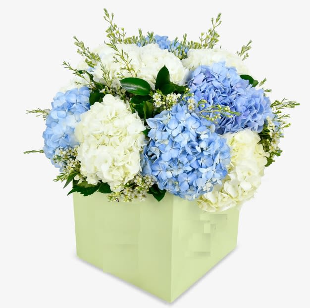 fresh dreamy bouquet - This dreamy bouquet is full of extra large hydrangeas, waxflower and seasonal foliages. Big pillowy blooms in gorgeous blue and white tones, this minimalist bouquet showcases the best features of hydrangea in a striking and classic bouquet.